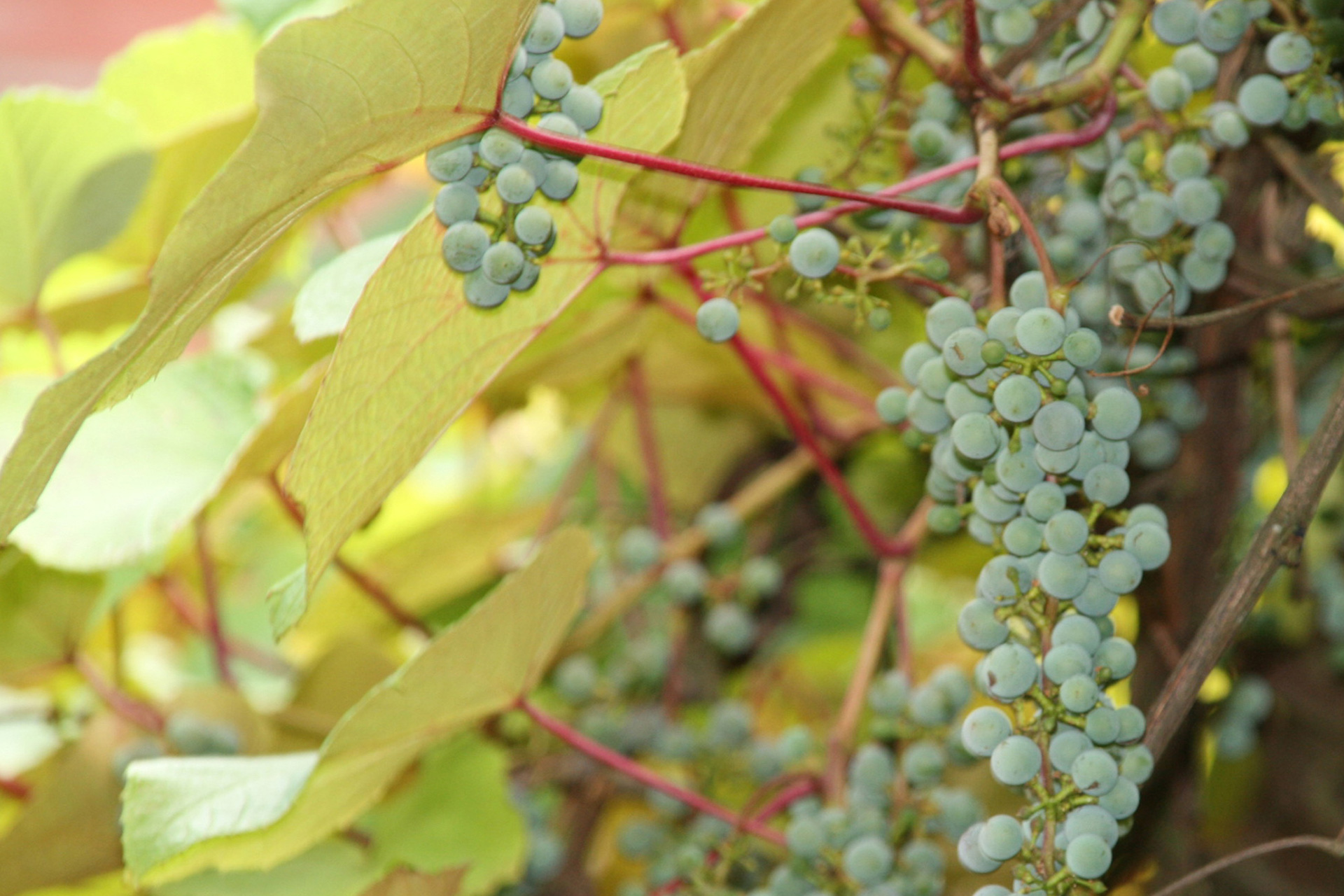 Weintrauben